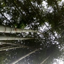 金竹11~12m