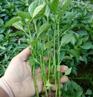 薄皮菜椒苗,果型好,颜色亮