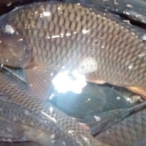 河鲤鱼3公斤以上食用
