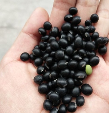 乌皮青仁黄仁黑豆中青仁大黑豆药黑豆圆黄仁小扁黑