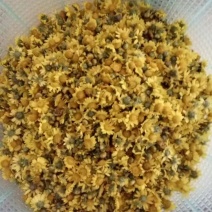 野菊花散装