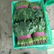 菠菜25~30厘米