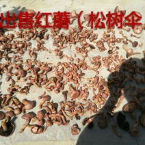 松蘑特级