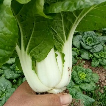 黄心菜15~20cm