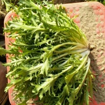 苦菊8~10cm