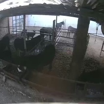 肉驴500斤以上