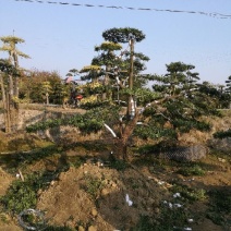 造型松14公分