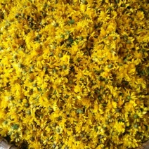 野菊花散装