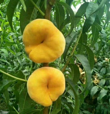 中蟠11号桃树苗 60~70cm