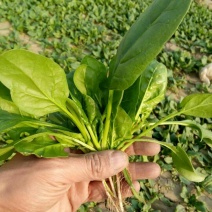 越冬菠菜15~20厘米