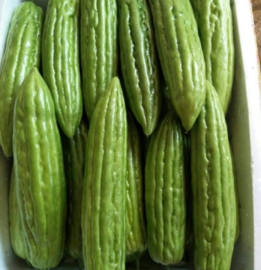 苦瓜,凉瓜,油瓜现己大量上市欢迎订购