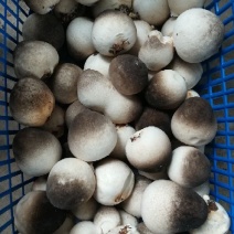 草菇3cm以上