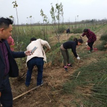 枸橘苗30~50cm河南南阳苗木基地直供品质保证存活率