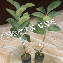台湾红心番石榴苗30~50cm