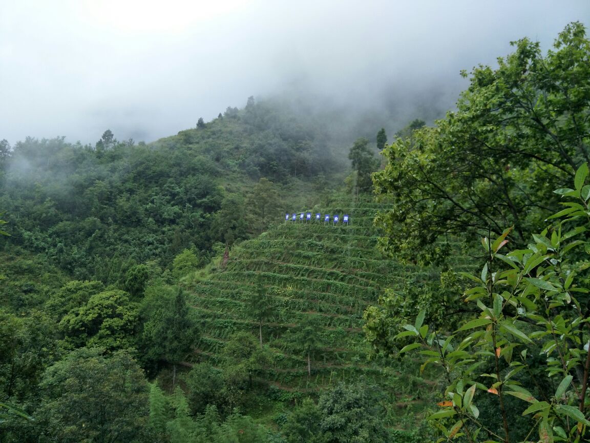 建薯1号新鲜淮山药田间采收实景