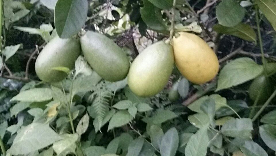 柠檬树上不同成熟度的果实