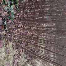 紫叶矮樱80~100cm2cm以下