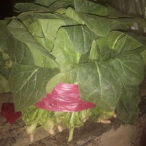 菠菜20~25厘米