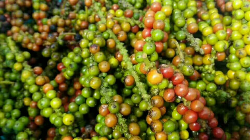 胡椒果实不同阶段对比图