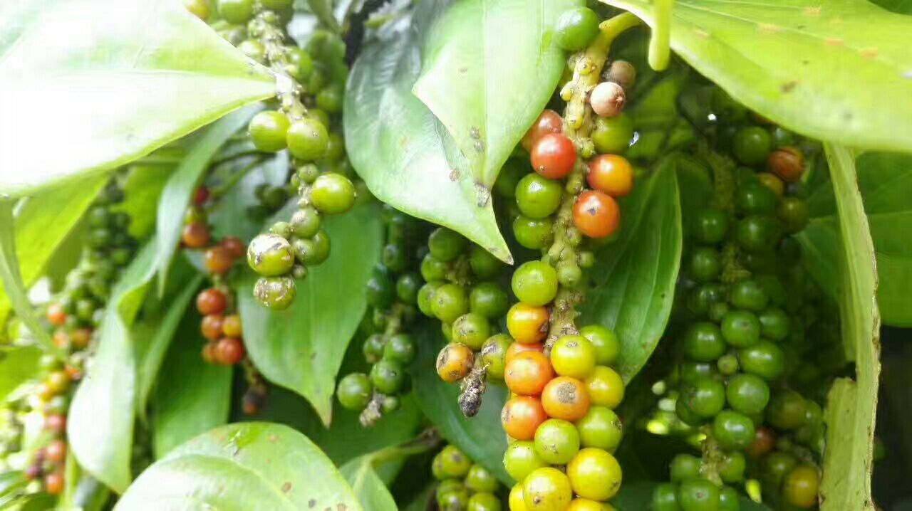 胡椒植株与不同加工阶段的胡椒粒对比图
