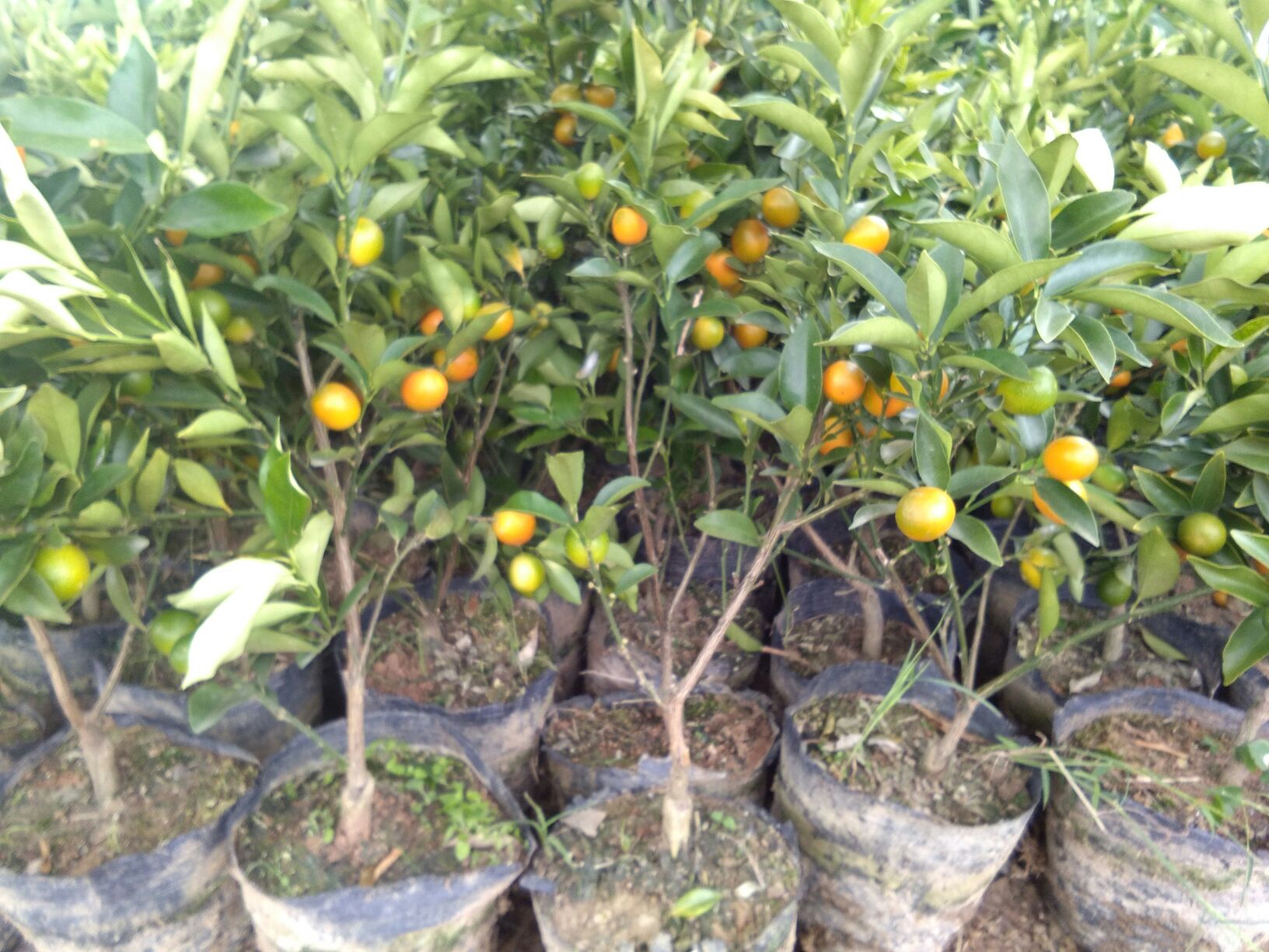 金桔树盘覆盖稻草实景图