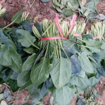 菠菜20~25厘米
