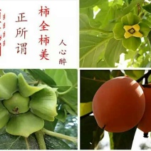 柿饼1~2两