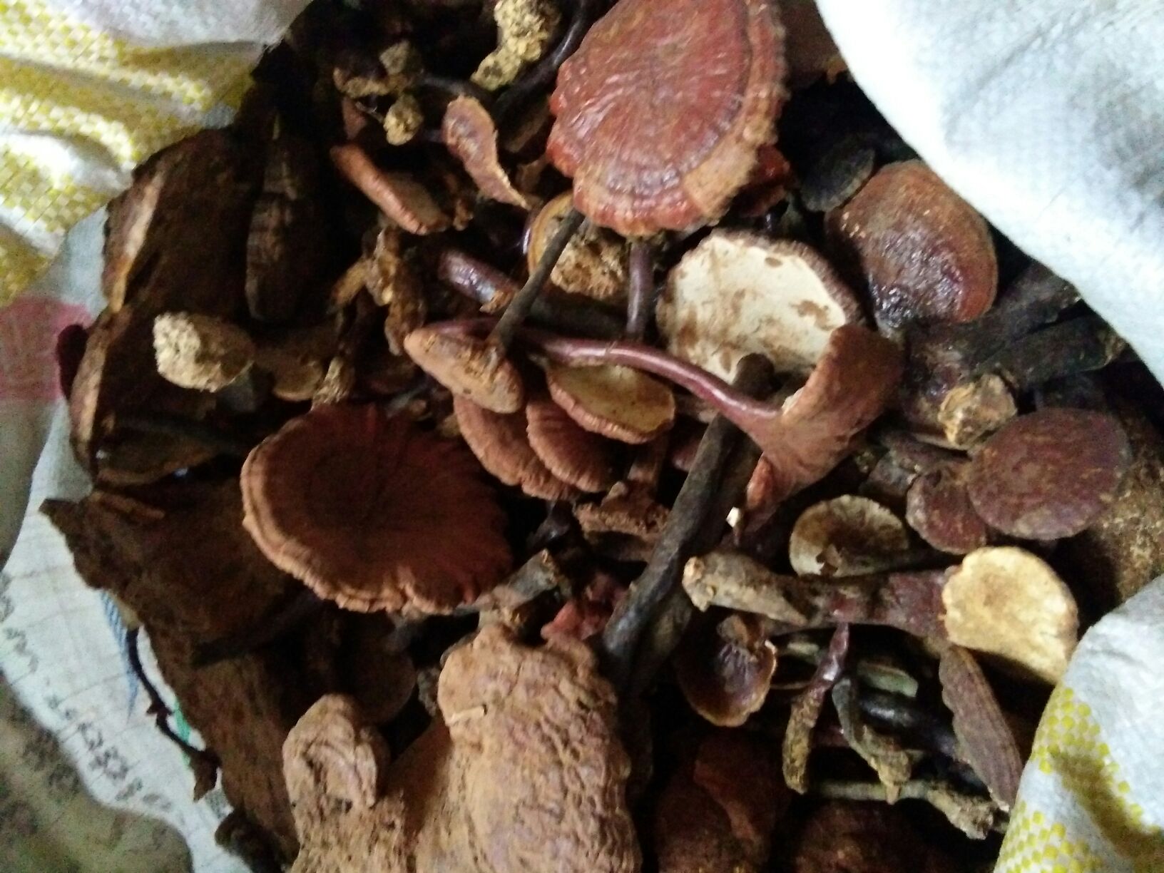 野生金边赤灵芝实物图
