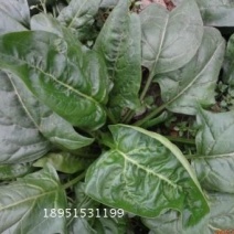 菠菜35~40厘米