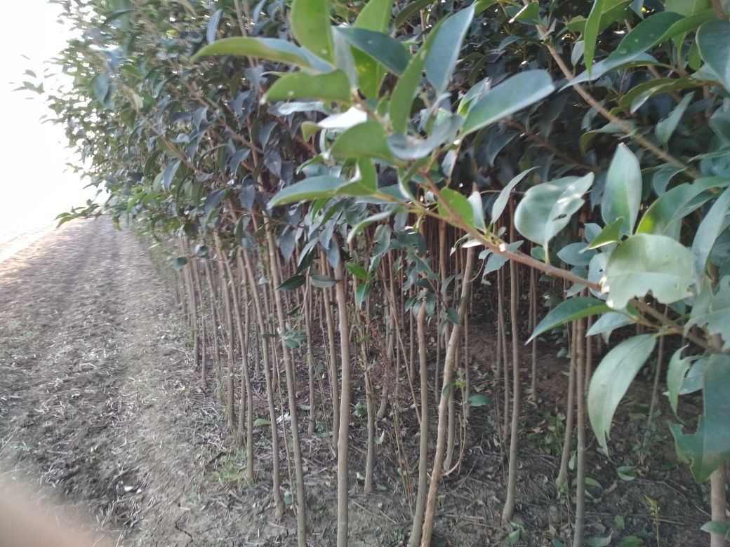 展示四公分大叶女贞苗木整体形态,枝叶茂密、树干笔直 四公分大叶女贞苗木展示图
