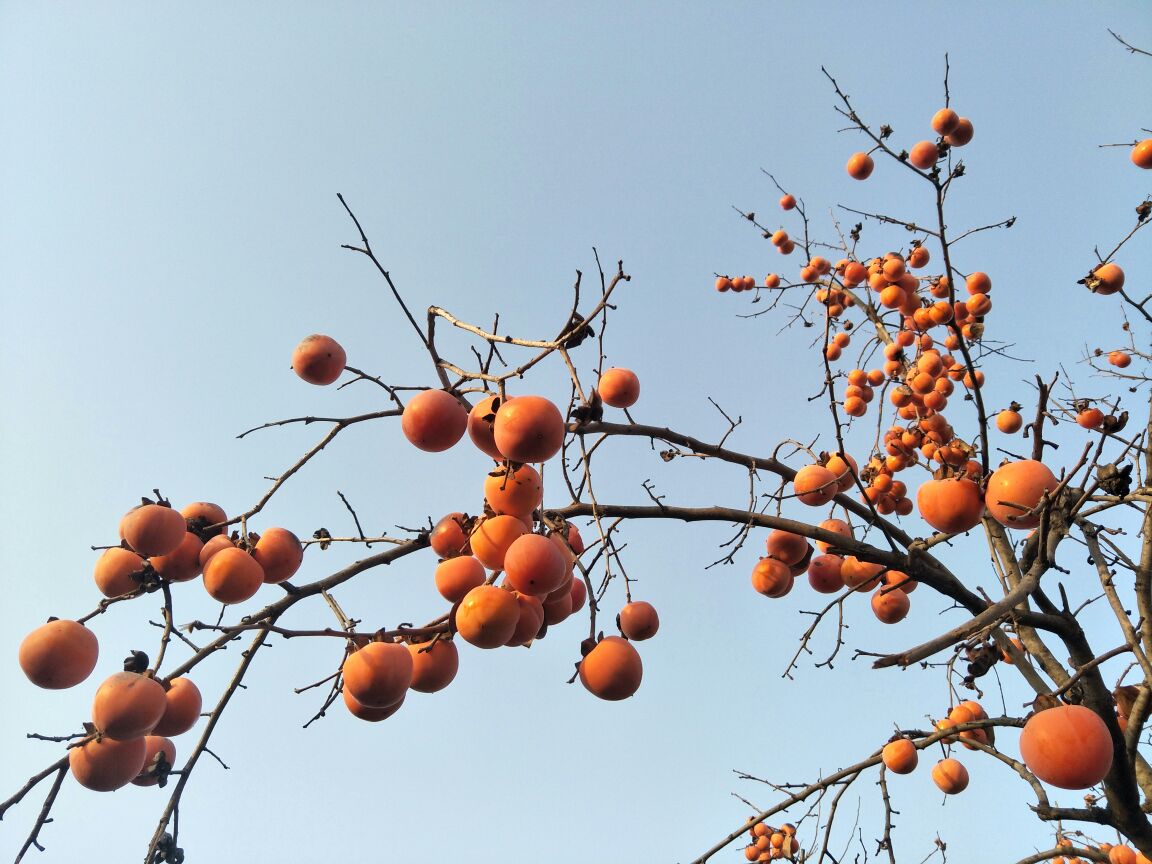 山东巨野巧克力柿子果园