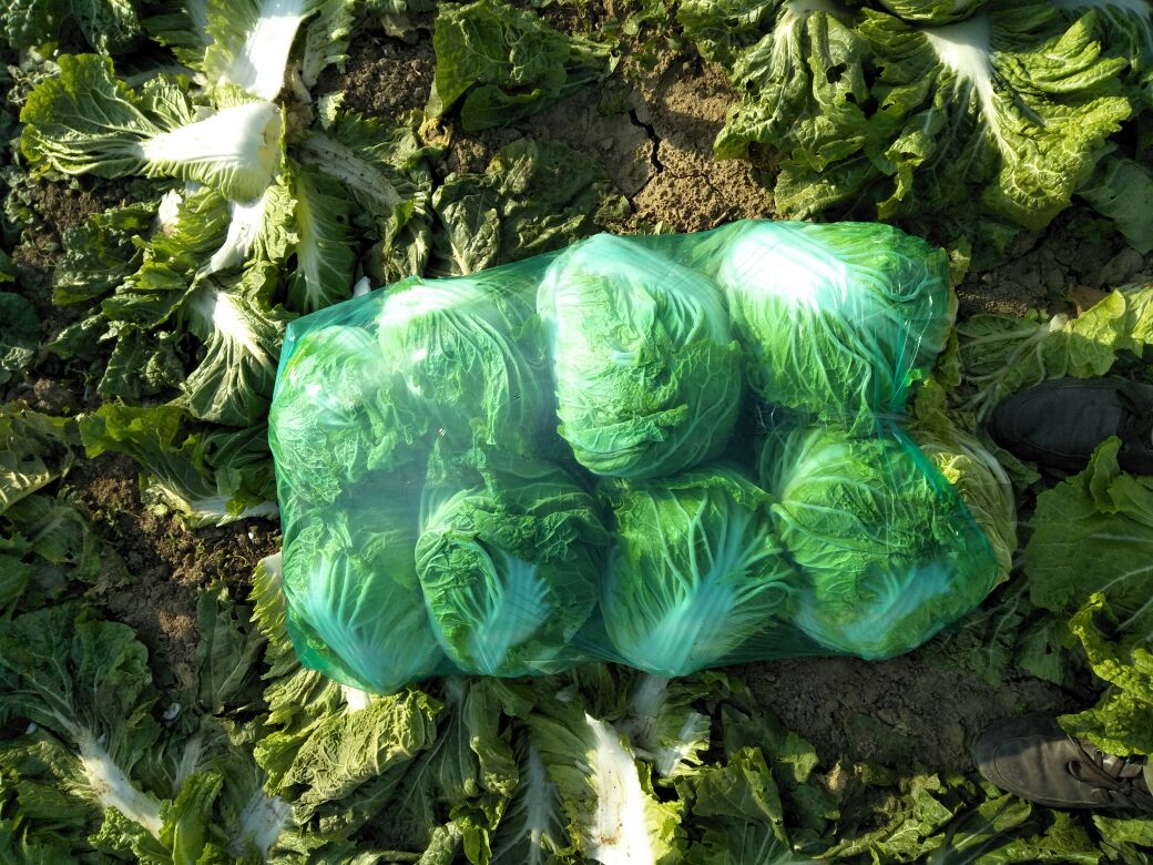 农民正在田间采收秦白2号白菜,工人将完整的叶球堆放在地头,旁边有纸箱装箱分拣过程,部分白菜已去除老叶,露出洁白紧实的菜心,地面整洁无泥,体现标准化采收流程 秦白2号白菜采收与分拣现场