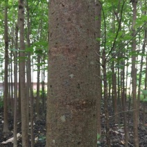 秋枫261~300cm