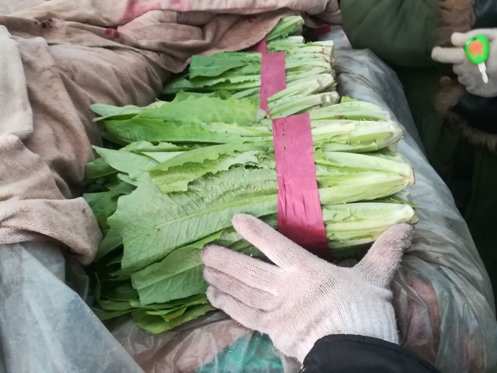植物分类学关系图：展示菊科莴苣属内四大栽培变种的系统发育树，重点标注油麦菜所属的var. crispa分支，配色区分茎用、叶用、半结球及油麦菜生态型