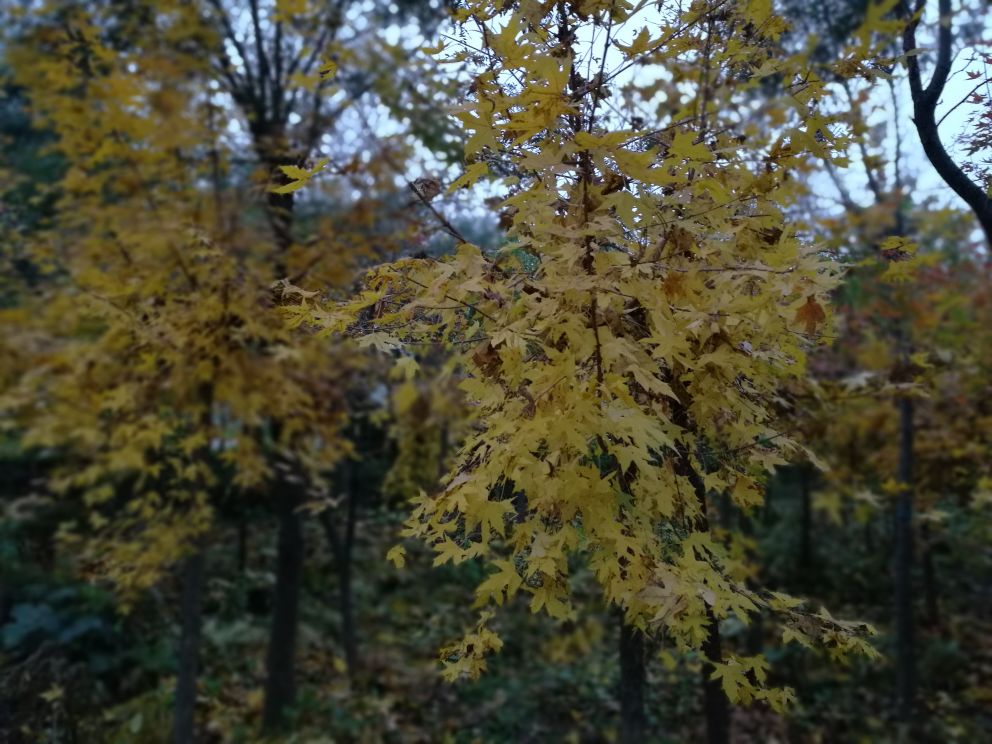 五角枫与湖水相映成趣，构成一幅美丽的秋日画卷