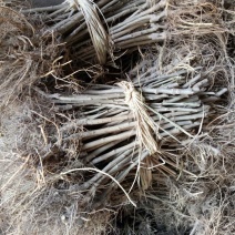 桑树苗10cm以下