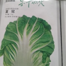大白菜种子夏冠50白菜种子
