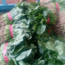 大叶菠菜20~25厘米