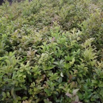 油茶苗50~70cm