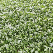 菠菜20~25厘米