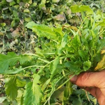 荠菜5~10cm