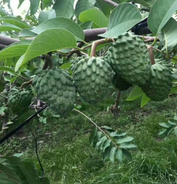 凤梨释迦果苗番荔枝苗正品嫁接苗