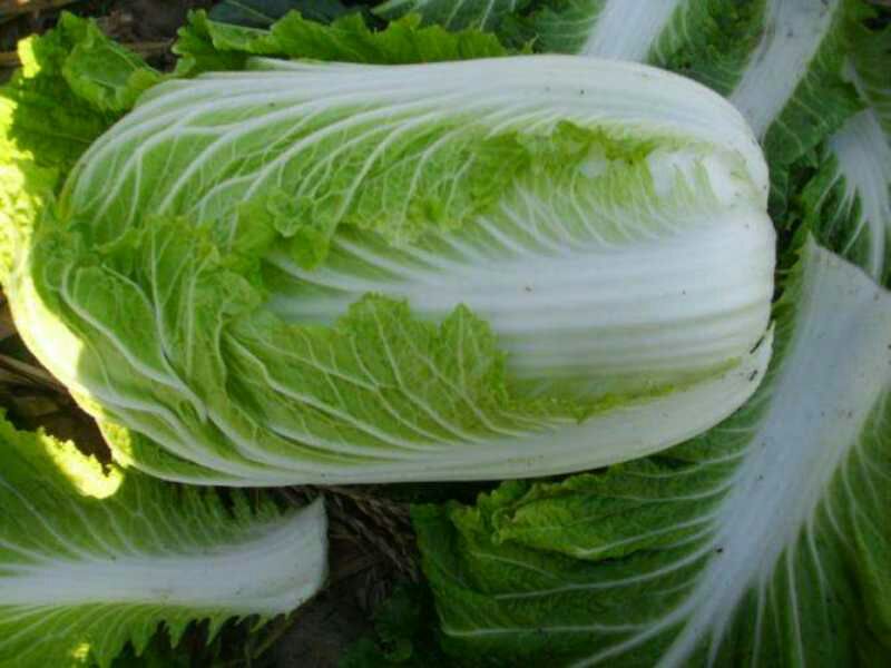 不同油菜品种籽粒对比图