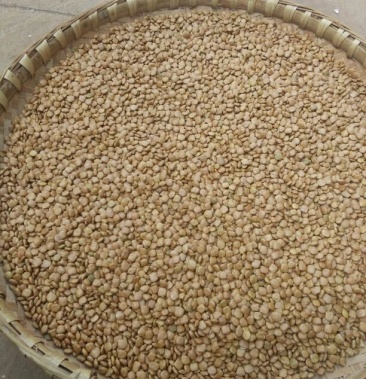 凉薯一豆薯一沙葛一土瓜种子