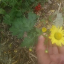 野菊花袋装