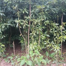 小叶桢楠1.5~2m
