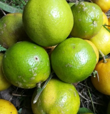 [柠檬批发]广西土柠檬咸柠檬价格5.00元/斤 - 一亩田