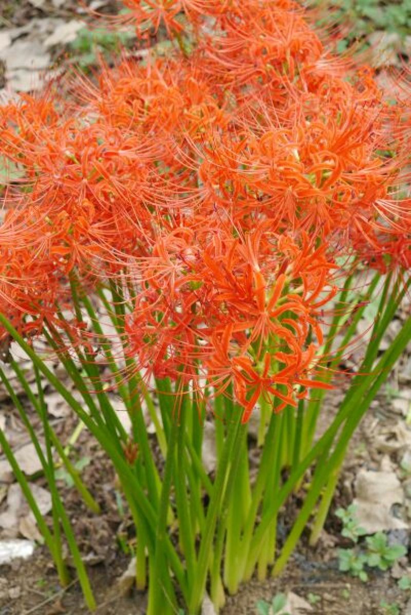 红花石蒜(现挖现卖)