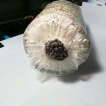 菌棒