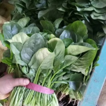越冬菠菜20~25厘米